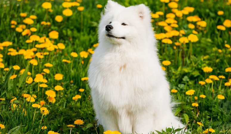 Samoyed