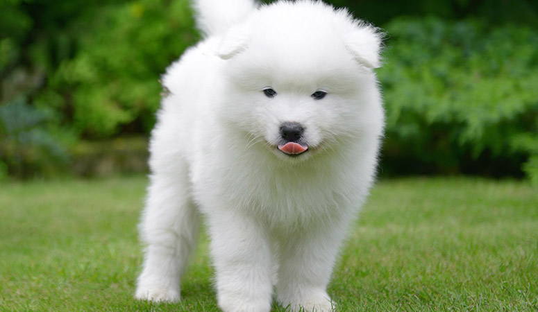 Samoyed