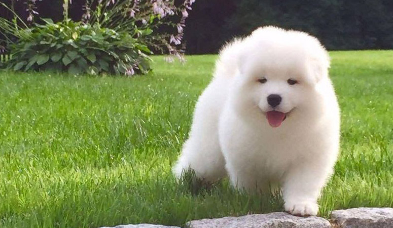 Samoyed