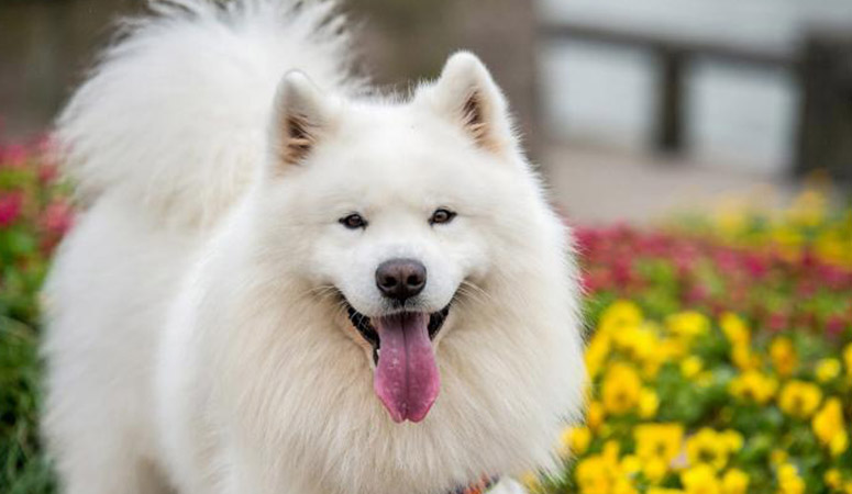 Samoyed