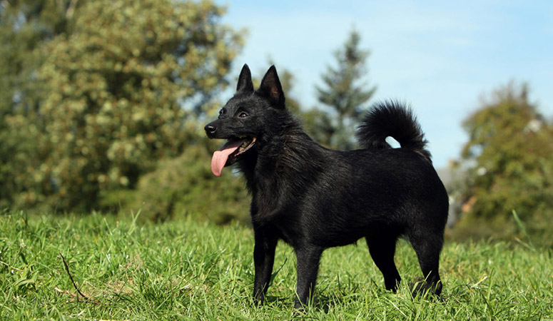 https://www.puppyarea.com/wp-content/uploads/2020/09/Schipperke-1.jpg