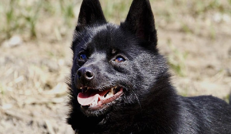 Schipperke