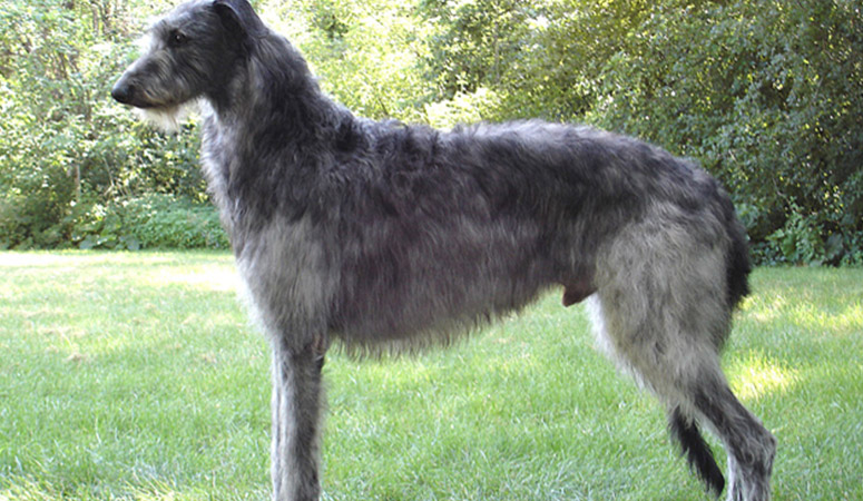 https://www.puppyarea.com/wp-content/uploads/2020/09/Scottish-Deerhound-1.jpg