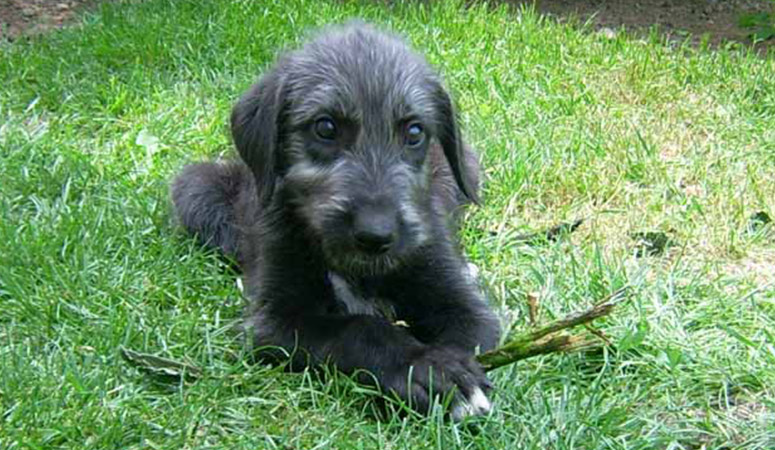 Scottish Deerhound