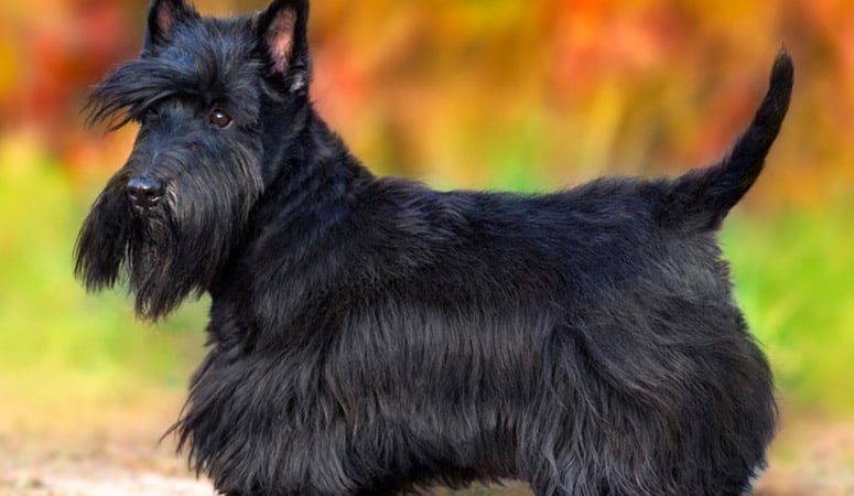 https://www.puppyarea.com/wp-content/uploads/2020/09/Scottish-Terrier-1.jpg