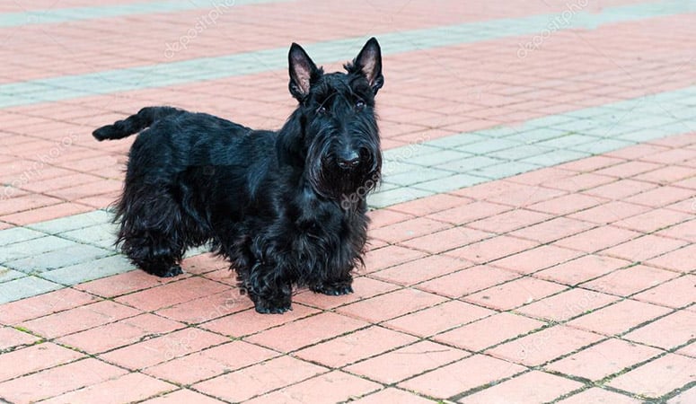Scottish Terrier | Puppy Area