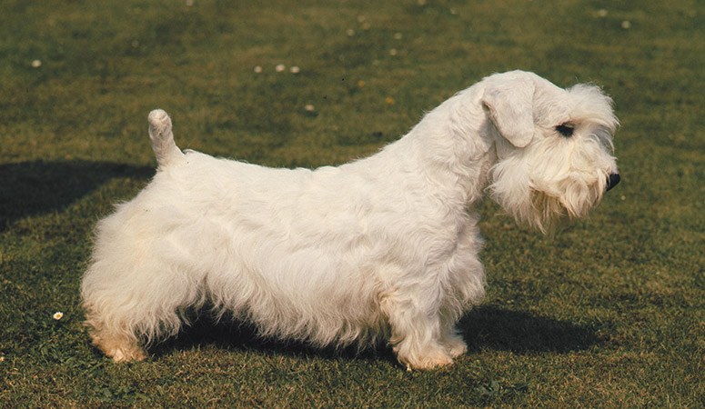 https://www.puppyarea.com/wp-content/uploads/2020/09/Sealyham-Terrier-1.jpg