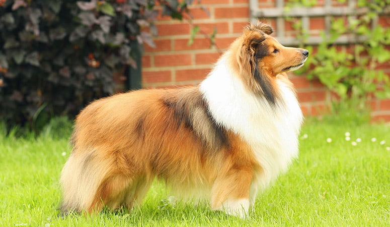 https://www.puppyarea.com/wp-content/uploads/2020/09/Shetland-Sheepdog-1.jpg