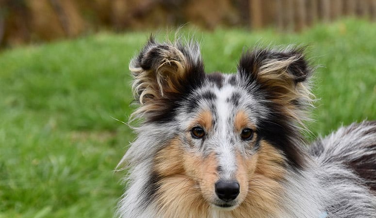 Shetland Sheepdog