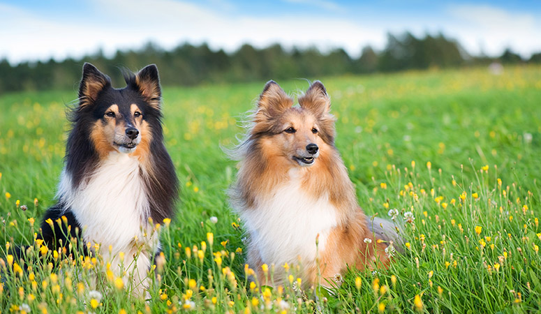 Shetland Sheepdog