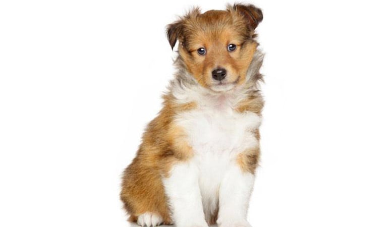 Shetland Sheepdog