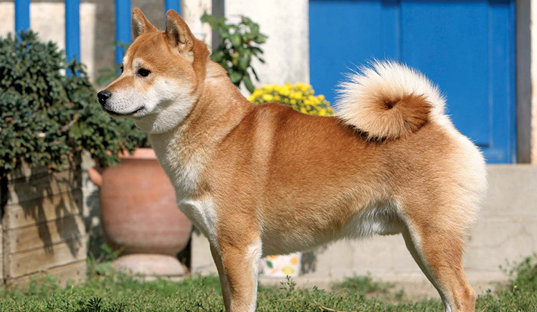 https://www.puppyarea.com/wp-content/uploads/2020/09/Shiba-Inu-1.jpg