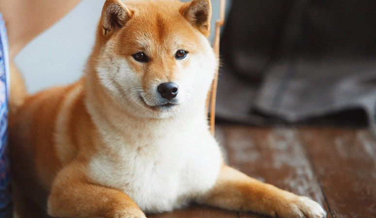 Shiba Inu