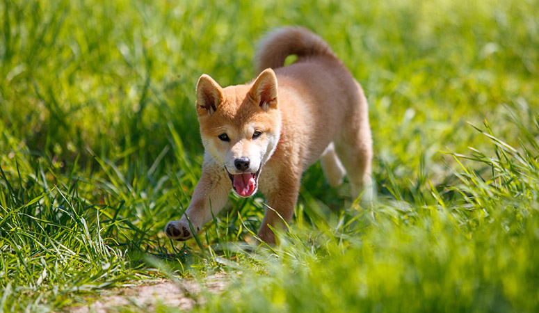 Shiba Inu