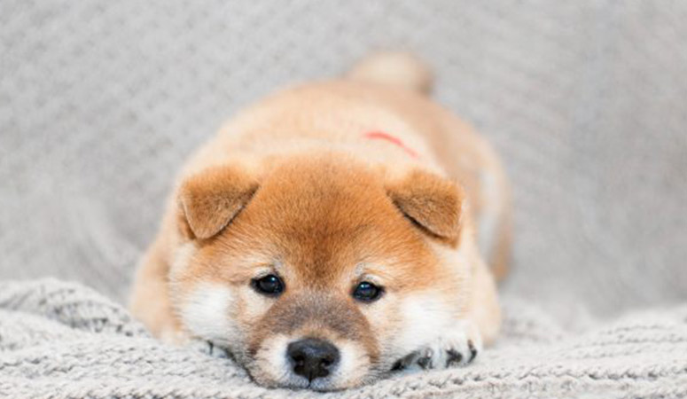 Shiba Inu