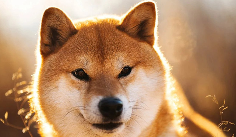 Shiba Inu