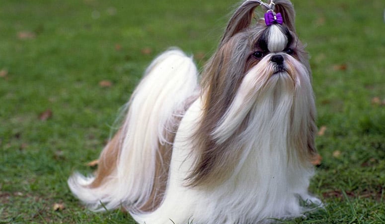 https://www.puppyarea.com/wp-content/uploads/2020/09/Shih-Tzu-1.jpg