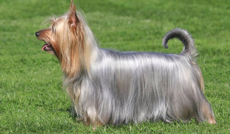 https://www.puppyarea.com/wp-content/uploads/2020/09/Silky-Terrier-1.jpg