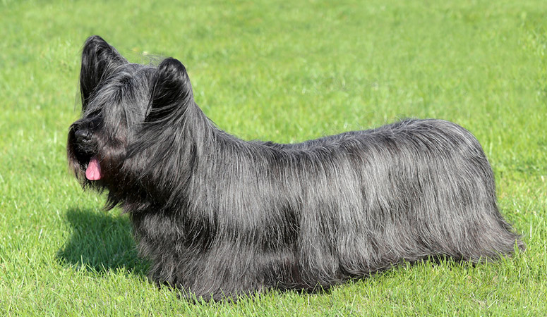 https://www.puppyarea.com/wp-content/uploads/2020/09/Skye-Terrier-1.jpg