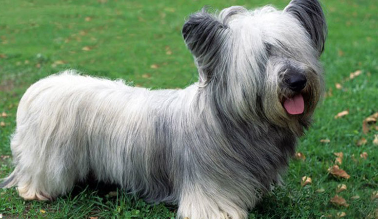 Skye Terrier | Puppy Area