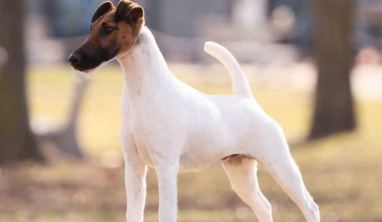 https://www.puppyarea.com/wp-content/uploads/2020/09/Smooth-Fox-Terrier-1.jpg