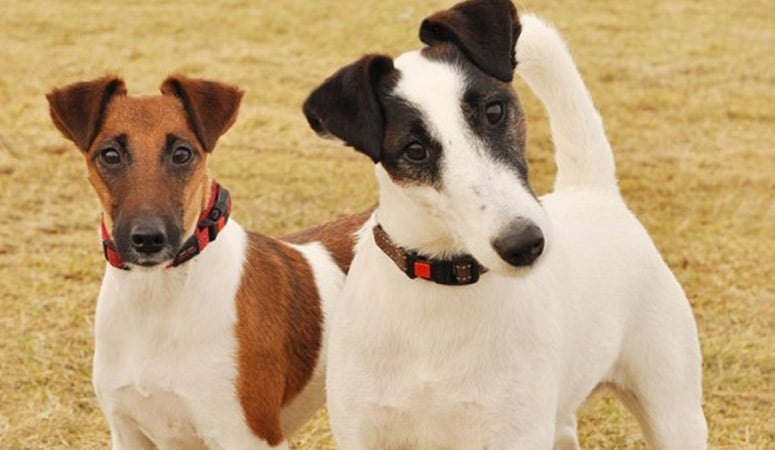 Smooth Fox Terrier