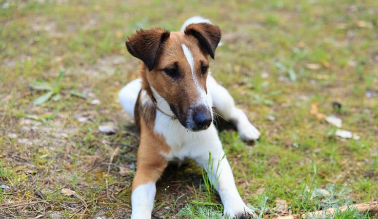 Smooth Fox Terrier