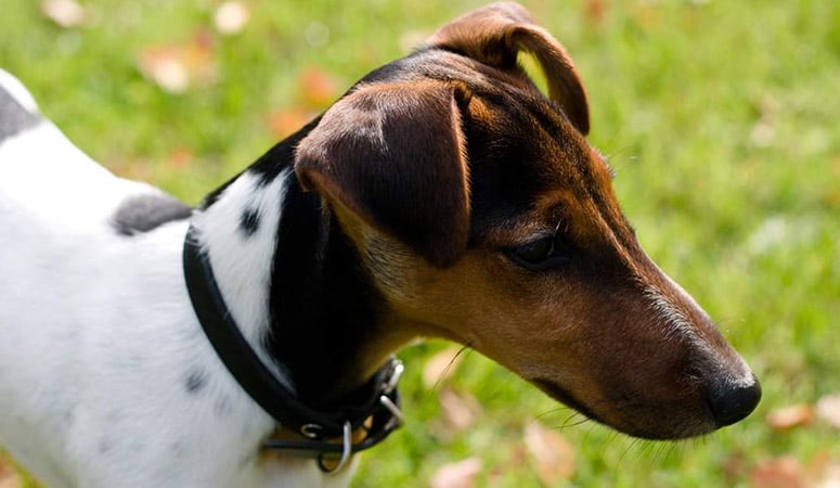 Smooth Fox Terrier