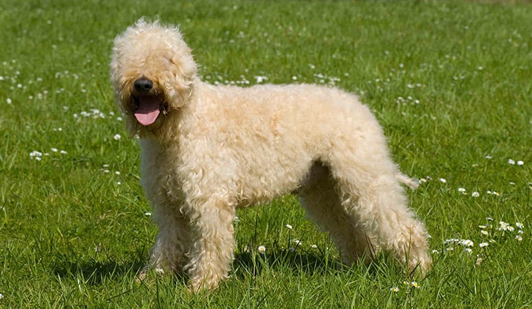 https://www.puppyarea.com/wp-content/uploads/2020/09/Soft-Coated-Wheaten-Terrier-1.jpg