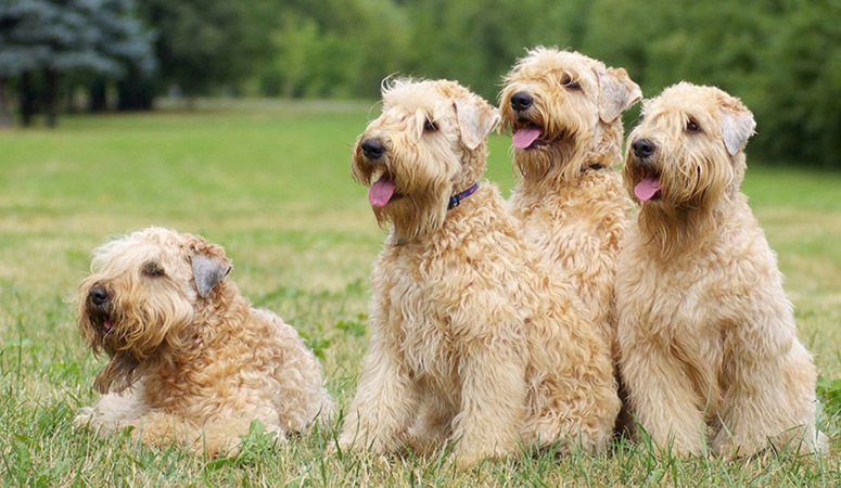 Soft Coated Wheaten Terrier