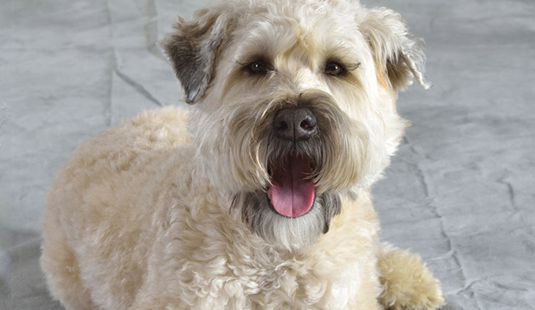 Soft Coated Wheaten Terrier