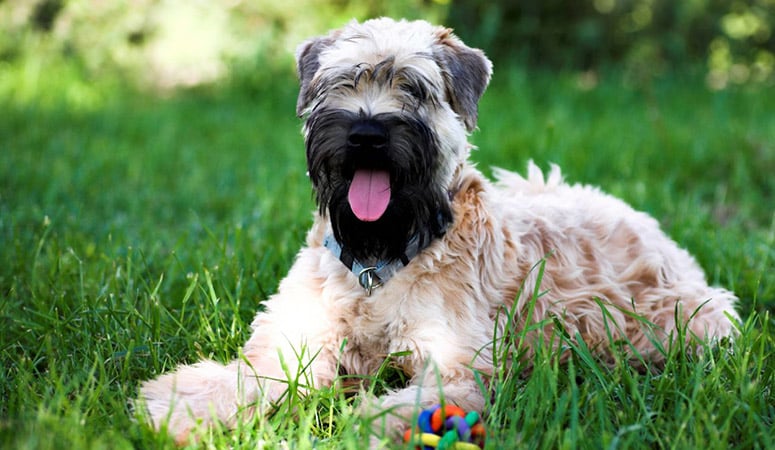 wheaten coated breeds
