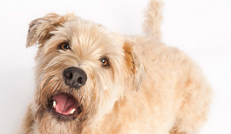 Soft Coated Wheaten Terrier