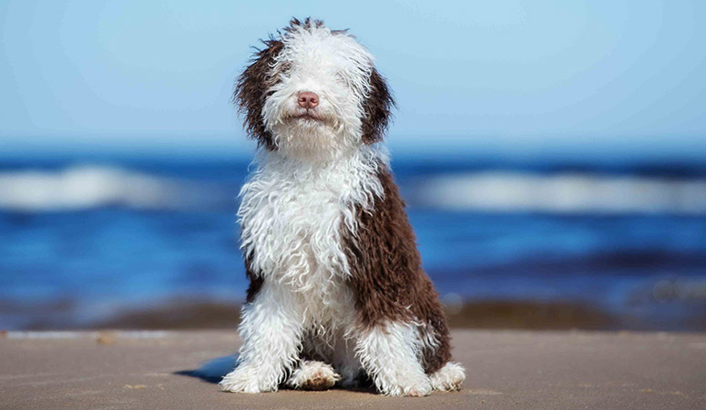 Spanish Water Dog