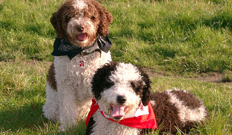 Spanish Water Dog