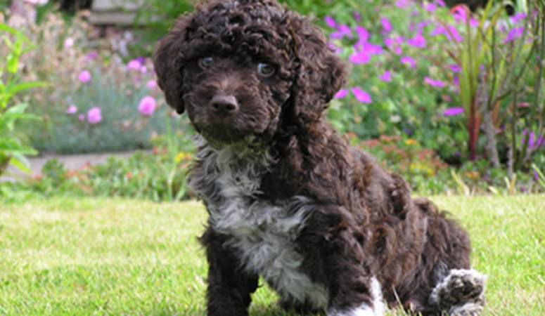 Spanish Water Dog