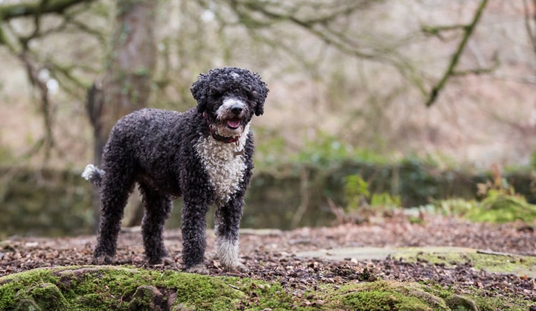 Spanish Water Dog