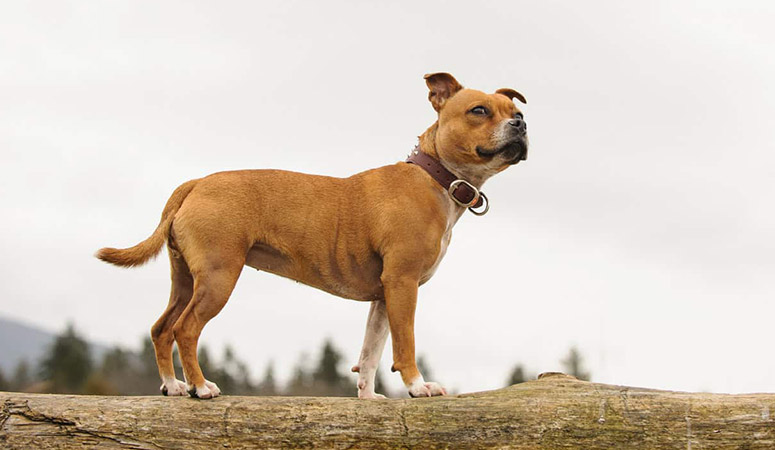 https://www.puppyarea.com/wp-content/uploads/2020/09/Staffordshire-Bull-Terrier-1.jpg