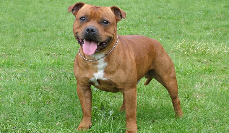 Staffordshire Bull Terrier