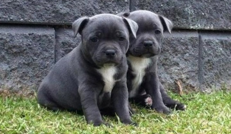 Staffordshire Bull Terrier