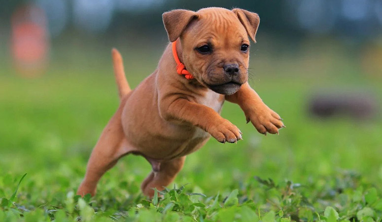 Staffordshire Bull Terrier