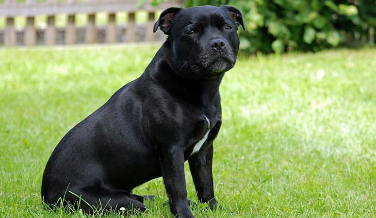 Staffordshire Bull Terrier