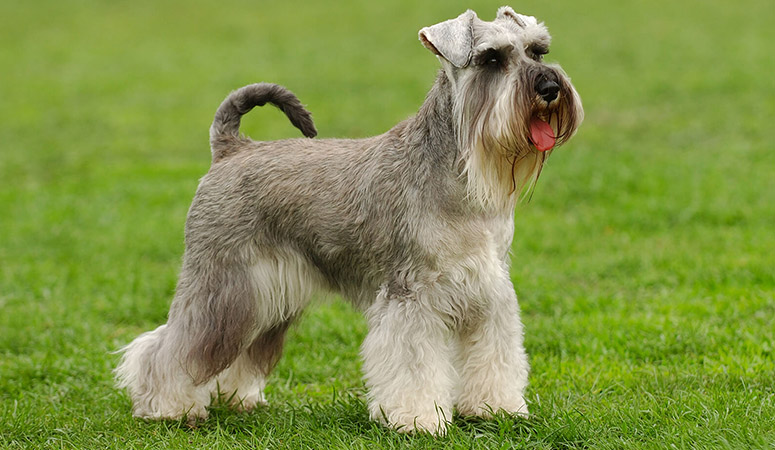 https://www.puppyarea.com/wp-content/uploads/2020/09/Standard-Schnauzer-1.jpg