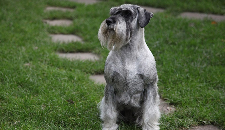 Standard Schnauzer