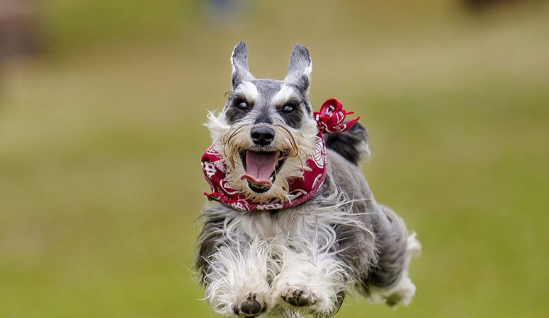 Standard Schnauzer