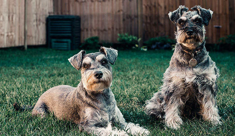 Standard Schnauzer