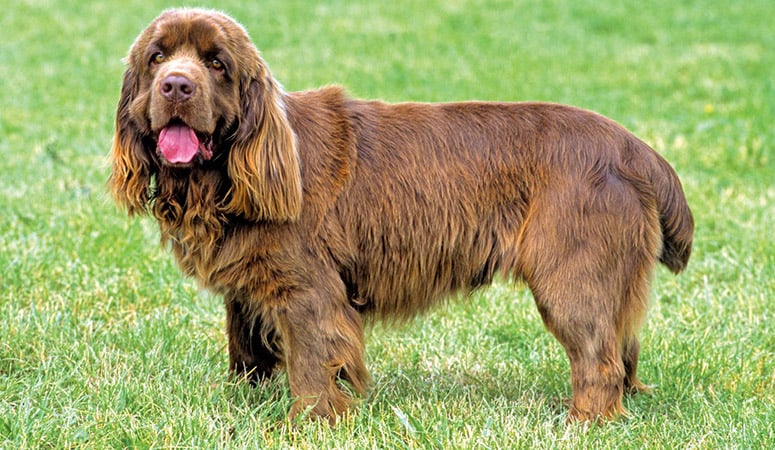 https://www.puppyarea.com/wp-content/uploads/2020/09/Sussex-Spaniel-1.jpg