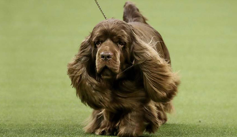 Sussex Spaniel