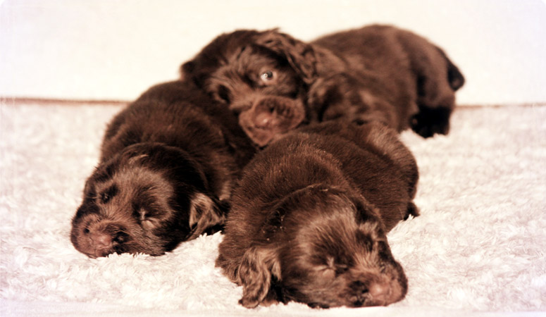 Sussex Spaniel