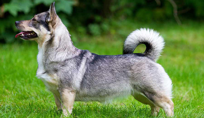 https://www.puppyarea.com/wp-content/uploads/2020/09/Swedish-Vallhund-1.jpg